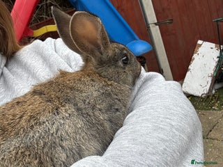 English rabbits - Advert 8