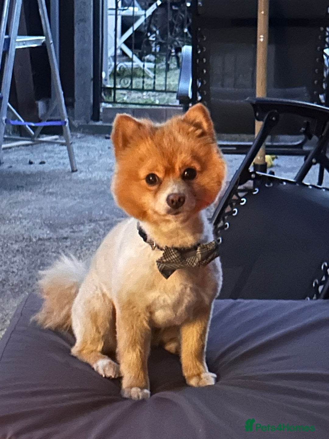 Pomeranian dogs for stud: Fox face pom in Dagenham - Image 1