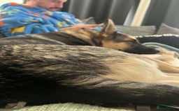 Mixed Breed dogs for adoption: FREYA - Looking for a loving, supportive home. - Image 4