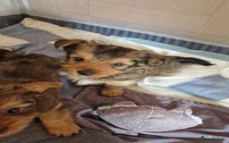 Yorkshire Terrier dogs for sale: 2 Male Yorkshire Terriers  - Image 4