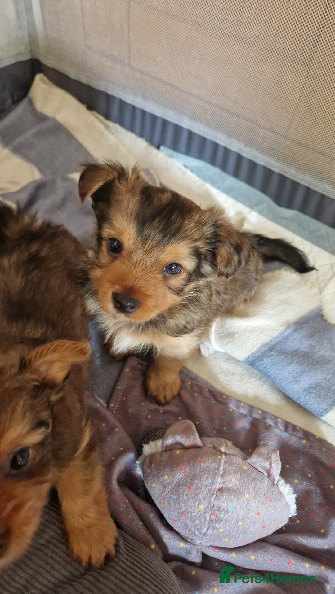 Yorkshire Terrier dogs for sale: 2 Male Yorkshire Terriers  - Image 4