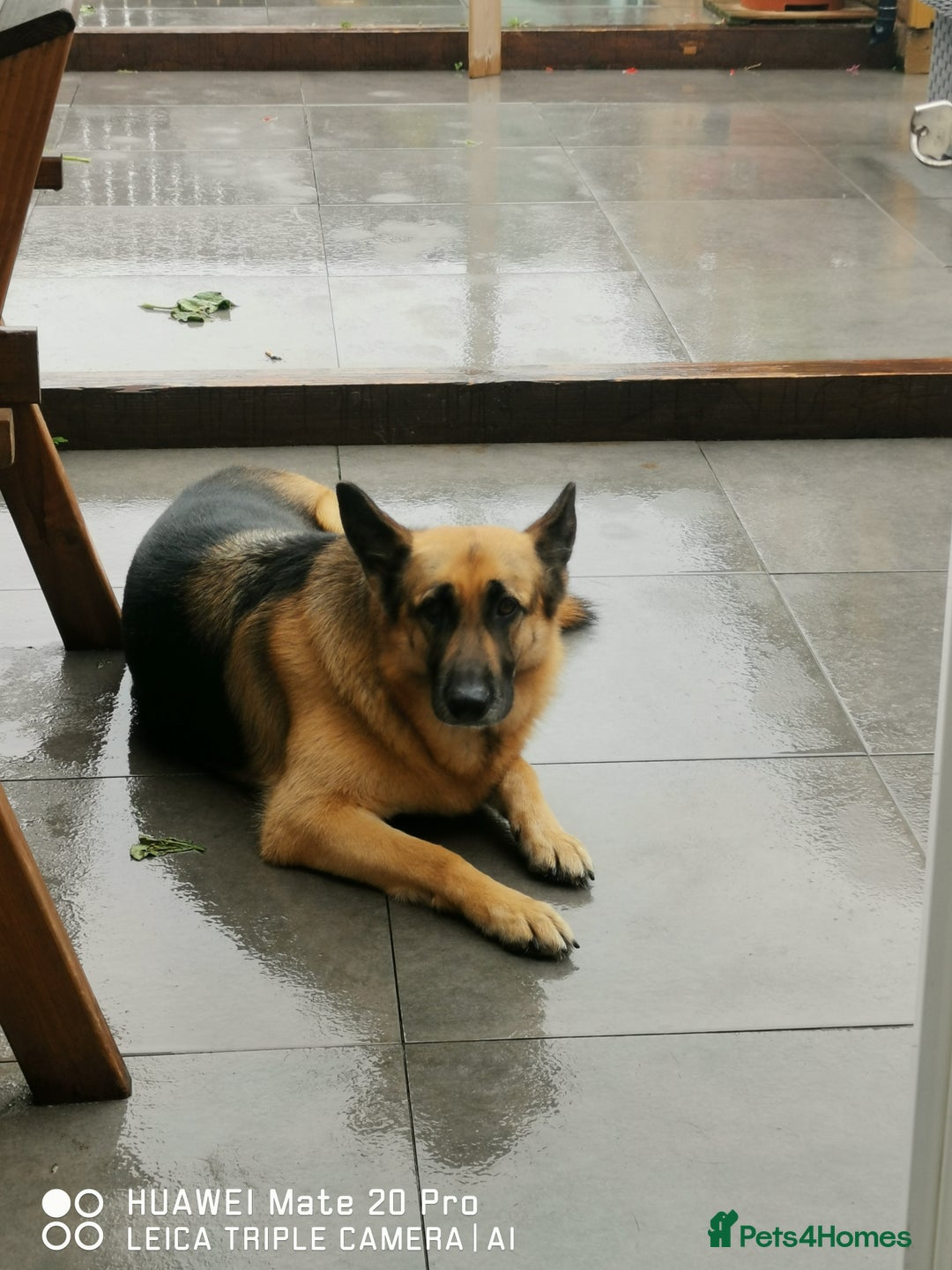 German Shepherd dogs for sale: German shepherd for sale 4.5 years old - Image 4