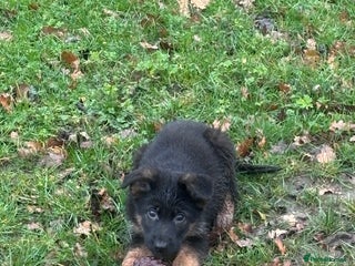German Shepherd dogs ✨Last black and gold German shepherd puppy reduced - Advert 14