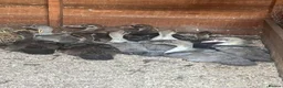 Ducks poultry for sale: Lavender Pied and Solid Chocolate Muscovy females - Advert 3