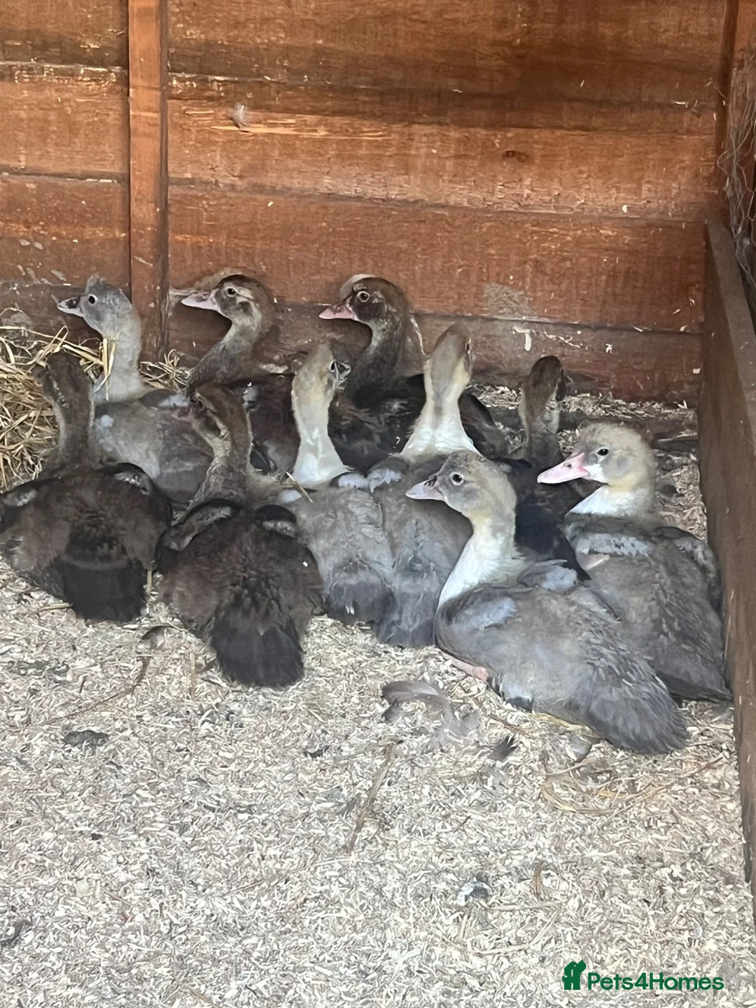 Ducks poultry for sale: Lavender Pied and Solid Chocolate Muscovy females - Advert 3