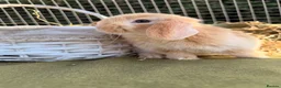 Mini Lop rabbits for sale: *Mini Lop Babies  - Advert 11