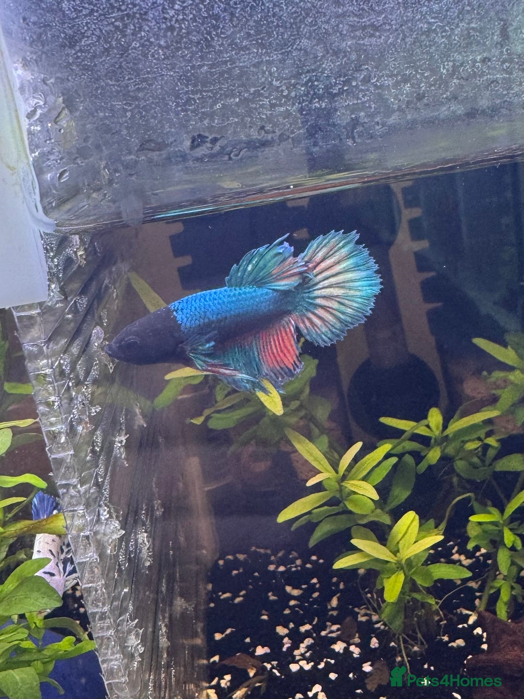 Bettas fish for sale: Male and female bettas for sale - Advert 12