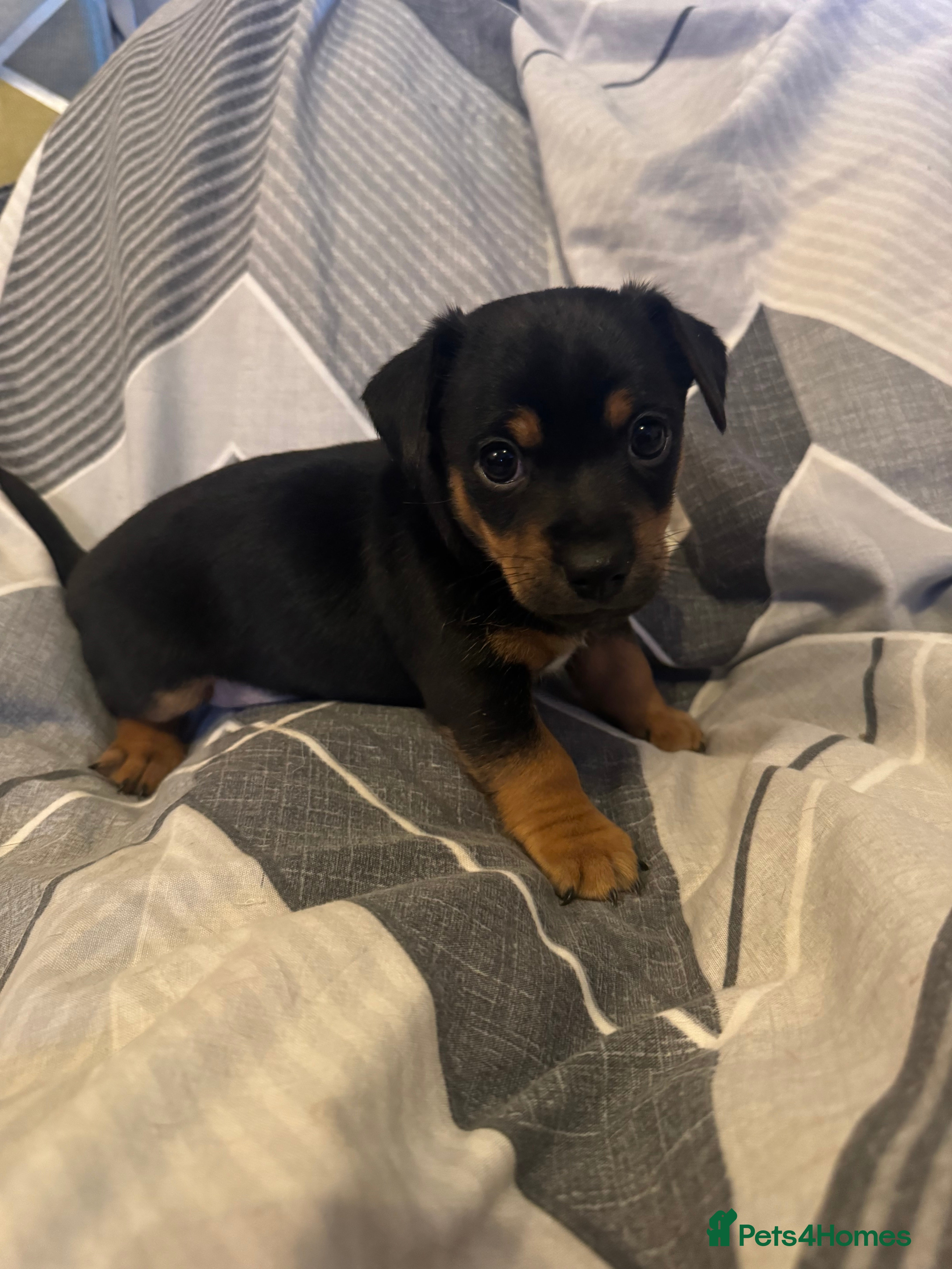 Jack Russell dogs 2 beautiful short leg smooth coat boys  - Advert 6