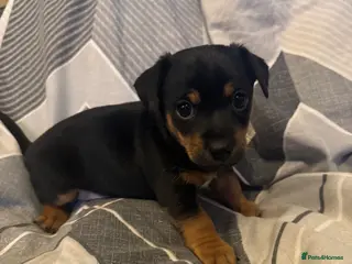 Jack Russell dogs 2 beautiful short leg smooth coat boys - Advert 6