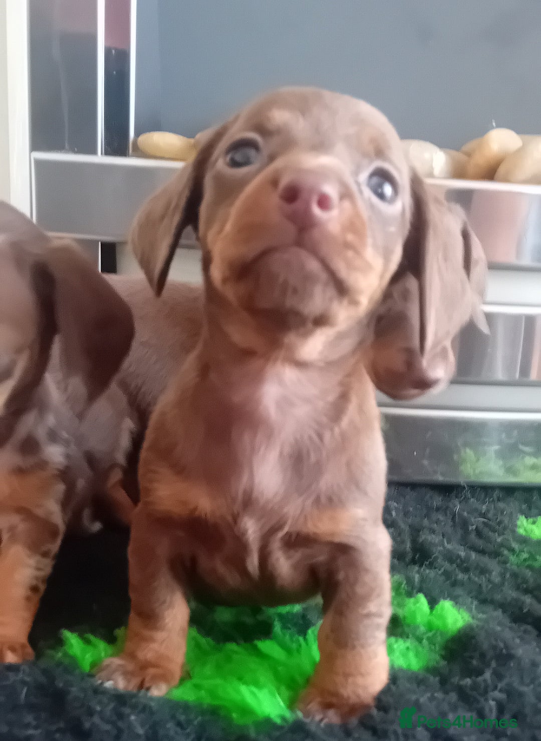 Miniature Dachshund dogs for sale: *READY TO GO* Miniature Daschund Puppies - Image 9