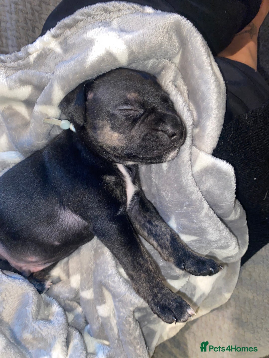 Staffordshire Bull Terrier dogs for sale: Beautiful tri and brindle staffy pups - Image 13