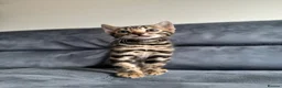 Bengal cats for sale: Bengal Kitten For Sale (Ready to go - Last One) - Advert 10