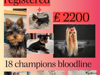 Yorkshire Terrier dogs 1 girl Kennel Club reg 18 champions in bloodline - Advert 15