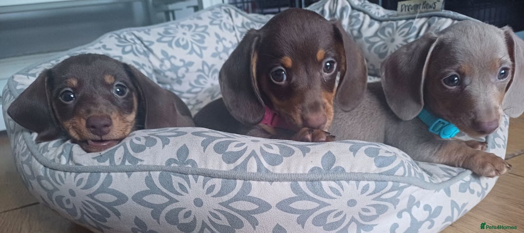 Miniature Dachshund dogs for sale: Mini dachshund  - Image 10