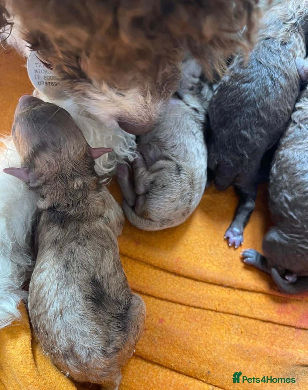 Miniature Poodle dogs for sale: 🐩Extensively Health Tested Miniature Poodles🐩 - Image 4