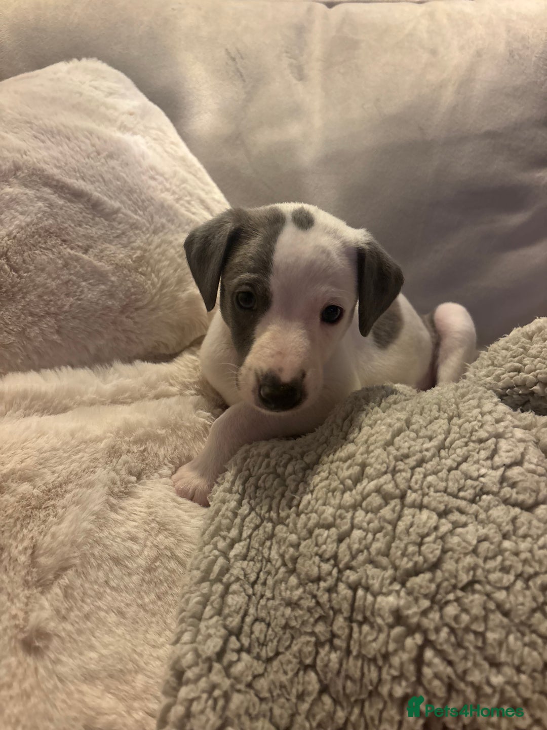 Whippet dogs for sale: Beautiful Blue Girl Whippet pup LAST ONE - Advert 22