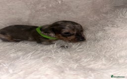 Miniature Dachshund dogs for sale: miniature dachshund puppies - Image 18
