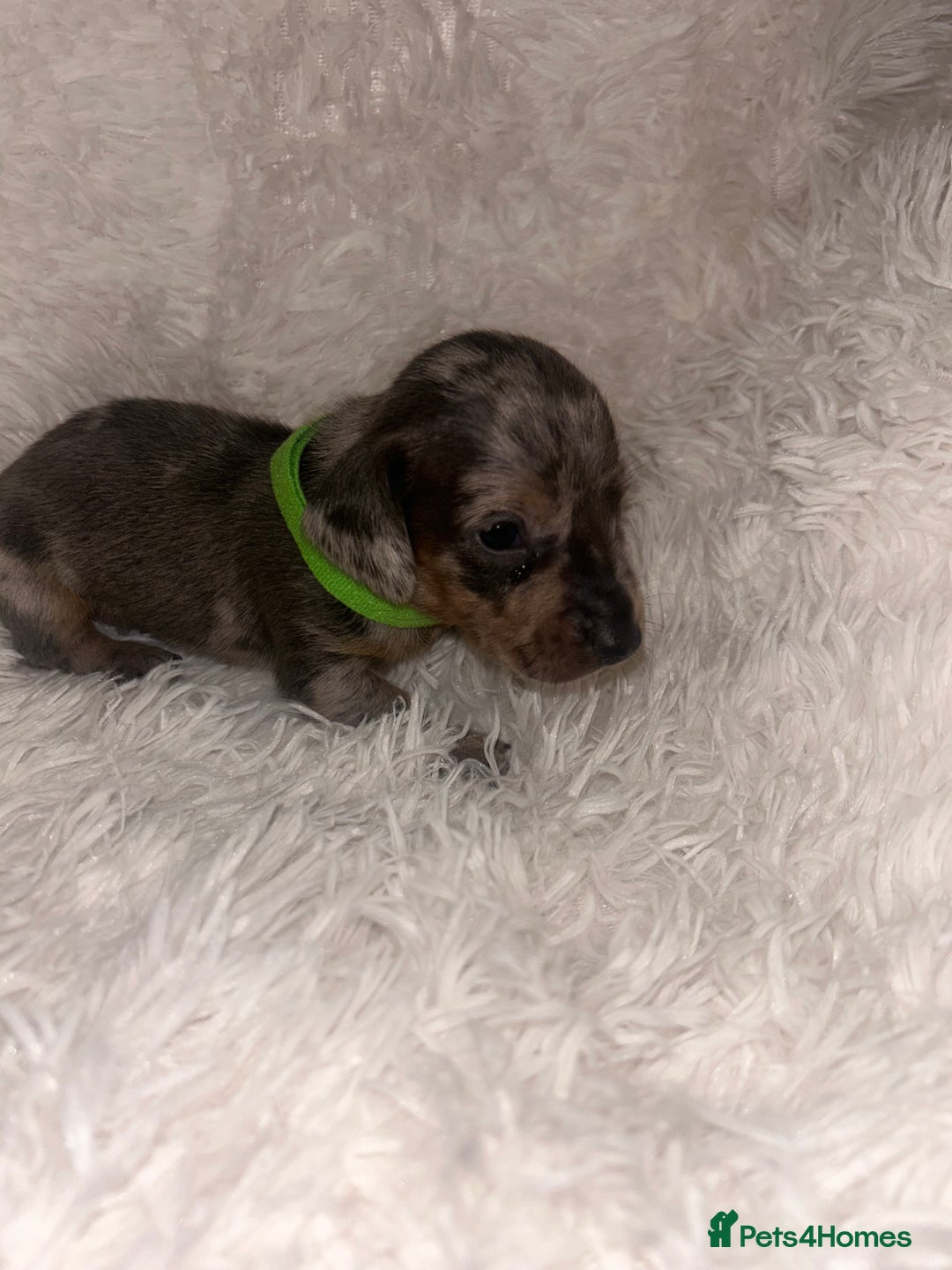 Miniature Dachshund dogs for sale: miniature dachshund puppies - Image 18