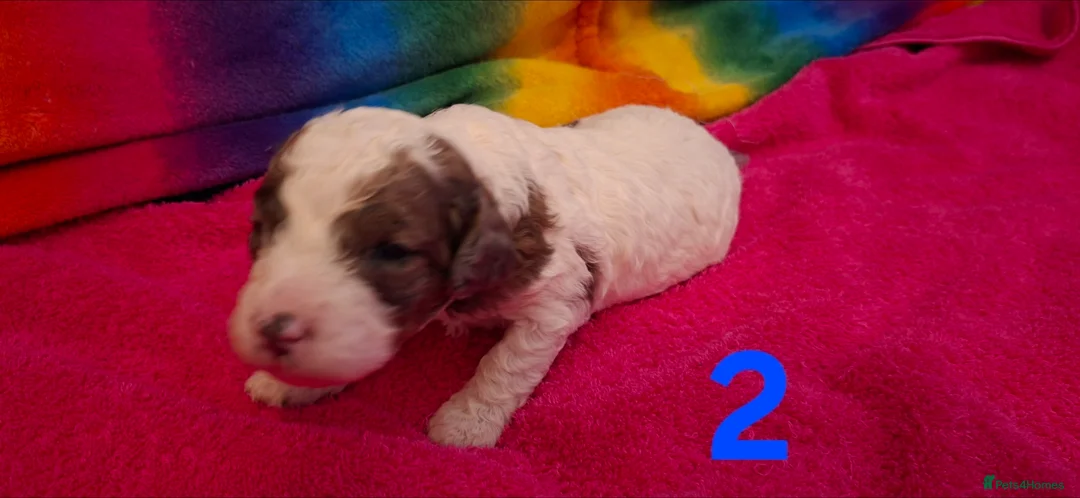 Cavapoo dogs for sale: LAST BOY VET CHECKED STUNNING F1B CAVAPOO   - Advert 16