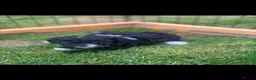 Toy Poodle dogs for sale: Tiny toy boy tuxedo parti kc poodle  in Choppington - Advert 9