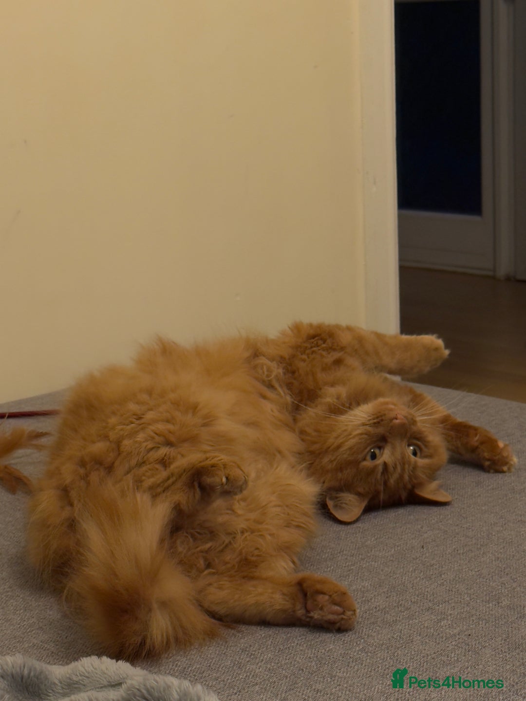 Mixed Breed cats for sale: Two adults cats for rehoming - Advert 5