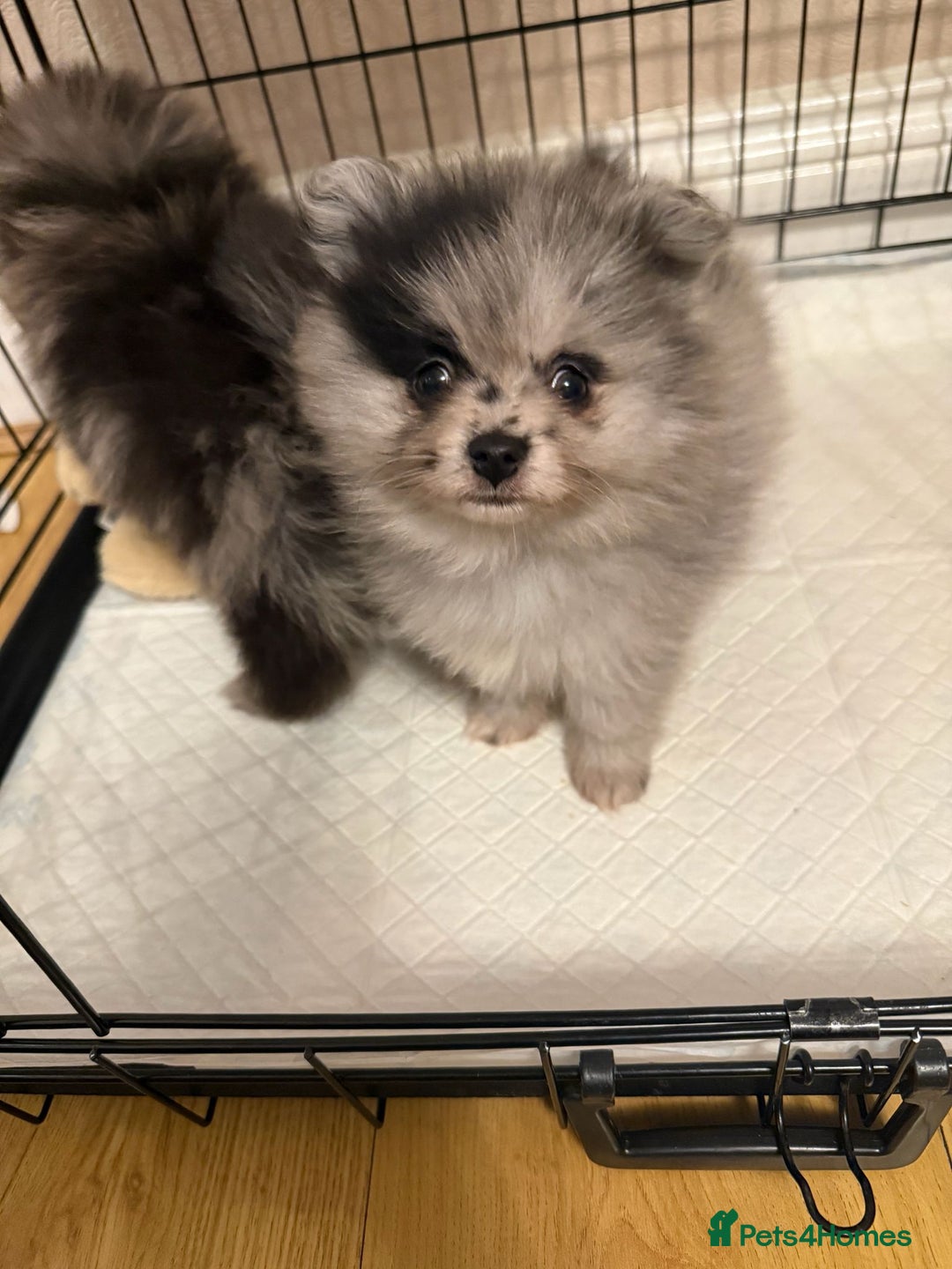 Pomeranian dogs for sale: Pom Puppies - Advert 1