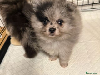 Pomeranian dogs Pom Puppies - Advert 1