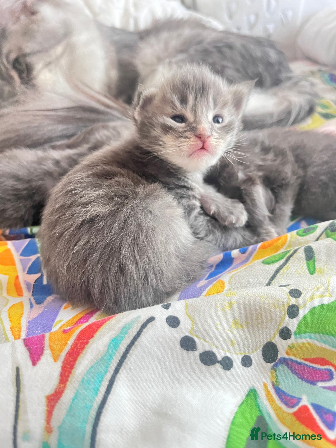 Maine Coon cats for sale: 🏆 PEDIGREE MAINE COON KITTENS GCCF 🏆  - Image 17