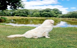 Golden Retriever dogs for sale: Newmiller Retrievers Litter Announcement  - Image 2