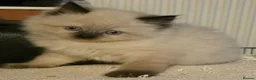 Ragdoll cats for sale: Ragdoll Kittens - Advert 6