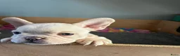 French Bulldog dogs for sale: french bulldogs ready next week  - Advert 11