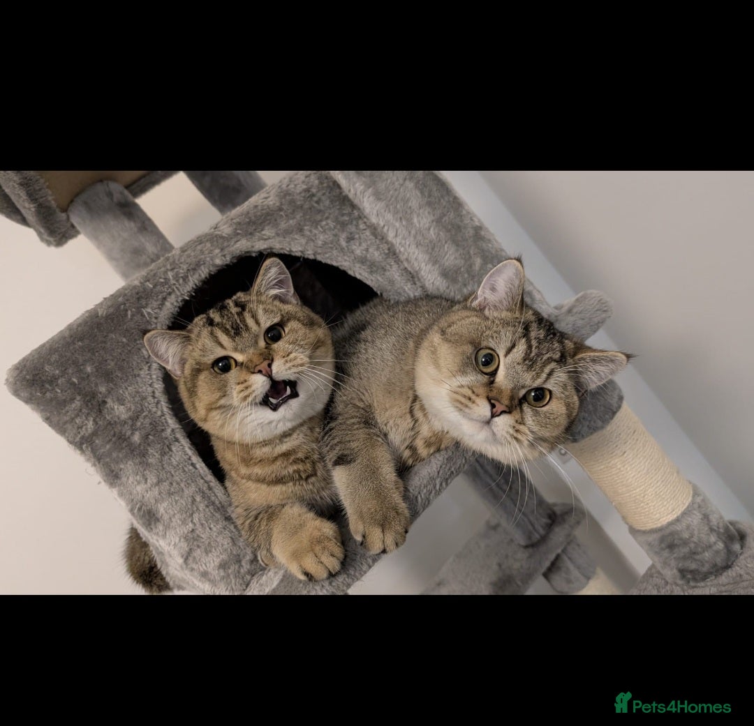 British Shorthair cats for sale: 2 x male BSH brothers - Image 5