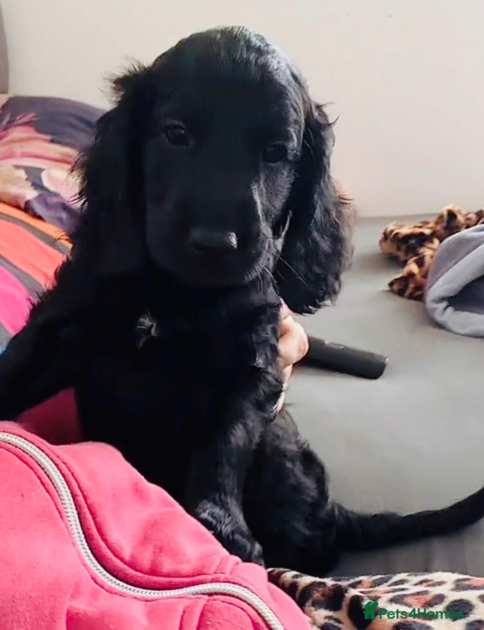 Cockapoo dogs Cockapoo looking for a new home - Advert 5