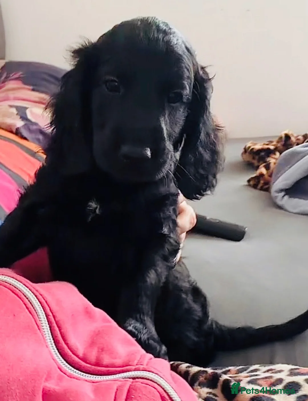 Cockapoo dogs for sale: Cockapoo looking for a new home in Bexleyheath - Advert 1