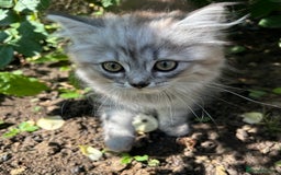 Scottish Fold cats for sale: ONE GORGEOUS SCOTTISH FOLD X CHINCHILLA PERSIAN - Image 2