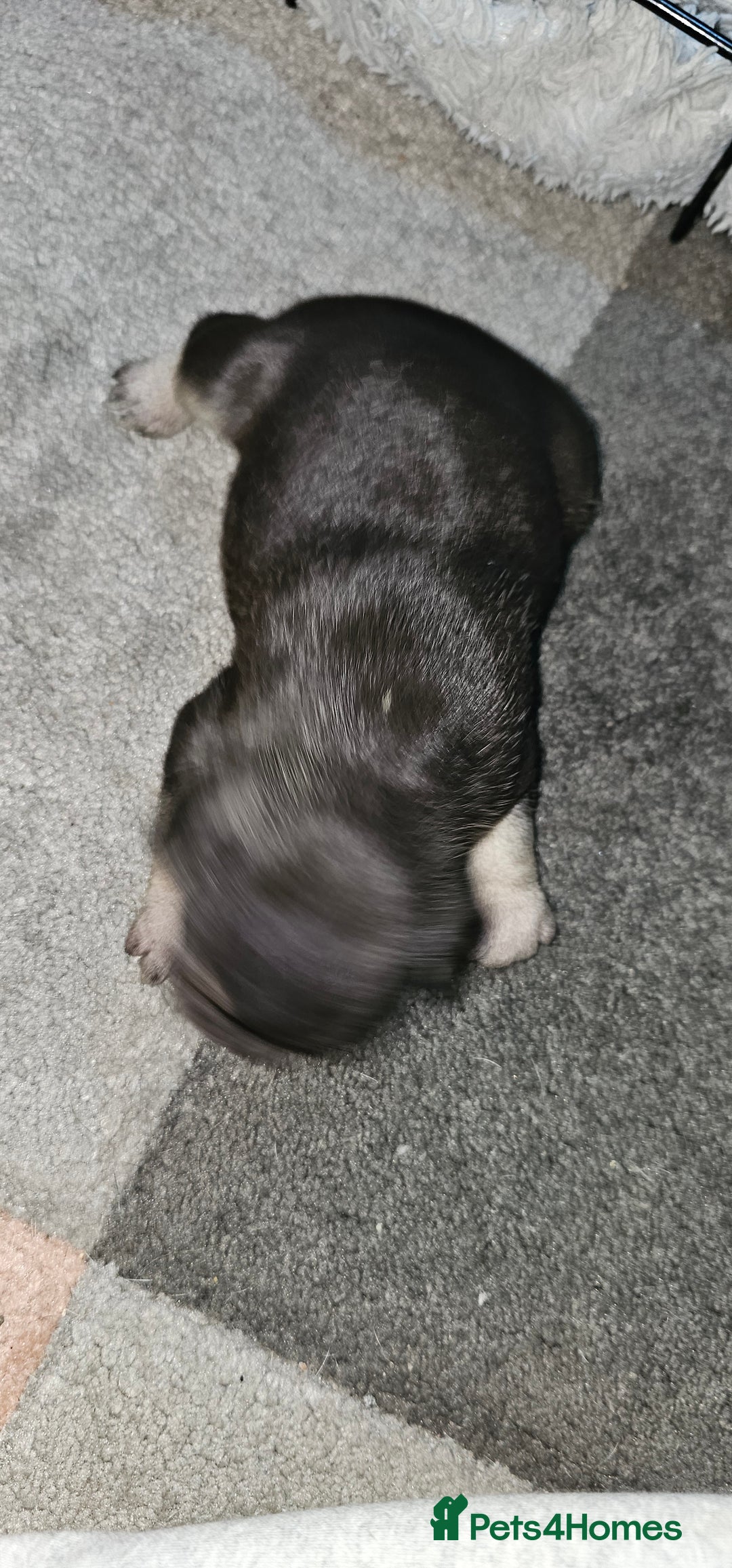 French Bulldog dogs for sale:  6 x beautiful Frenchie puppies for sale  - Advert 11