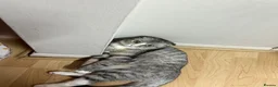 Scottish Fold cats for sale: Scottish fold for sale - Advert 5