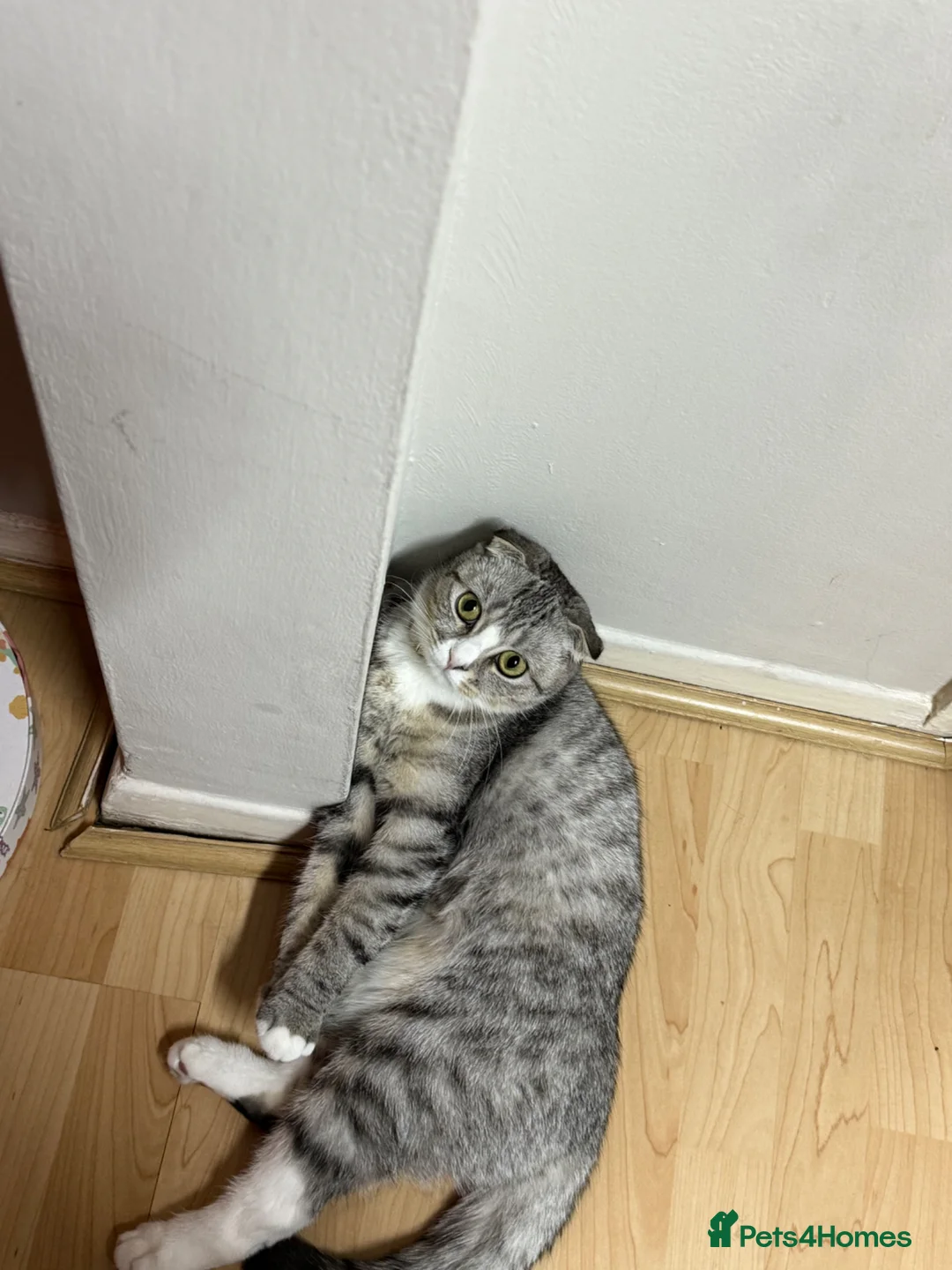 Scottish Fold cats for sale: Scottish fold for sale - Advert 5