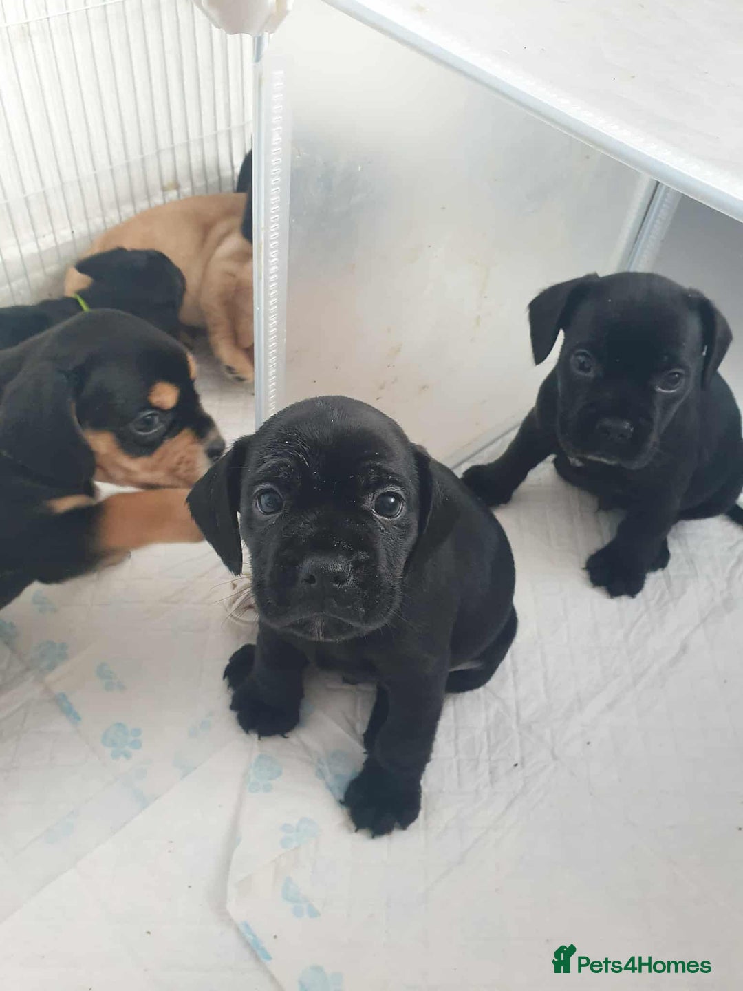 Mixed Breed dogs for sale: Cocker bull puppies for sale  - Image 1