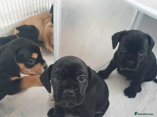 Mixed Breed dogs - Advert 31