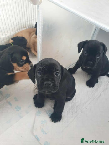 Mixed Breed dogs - Advert 2