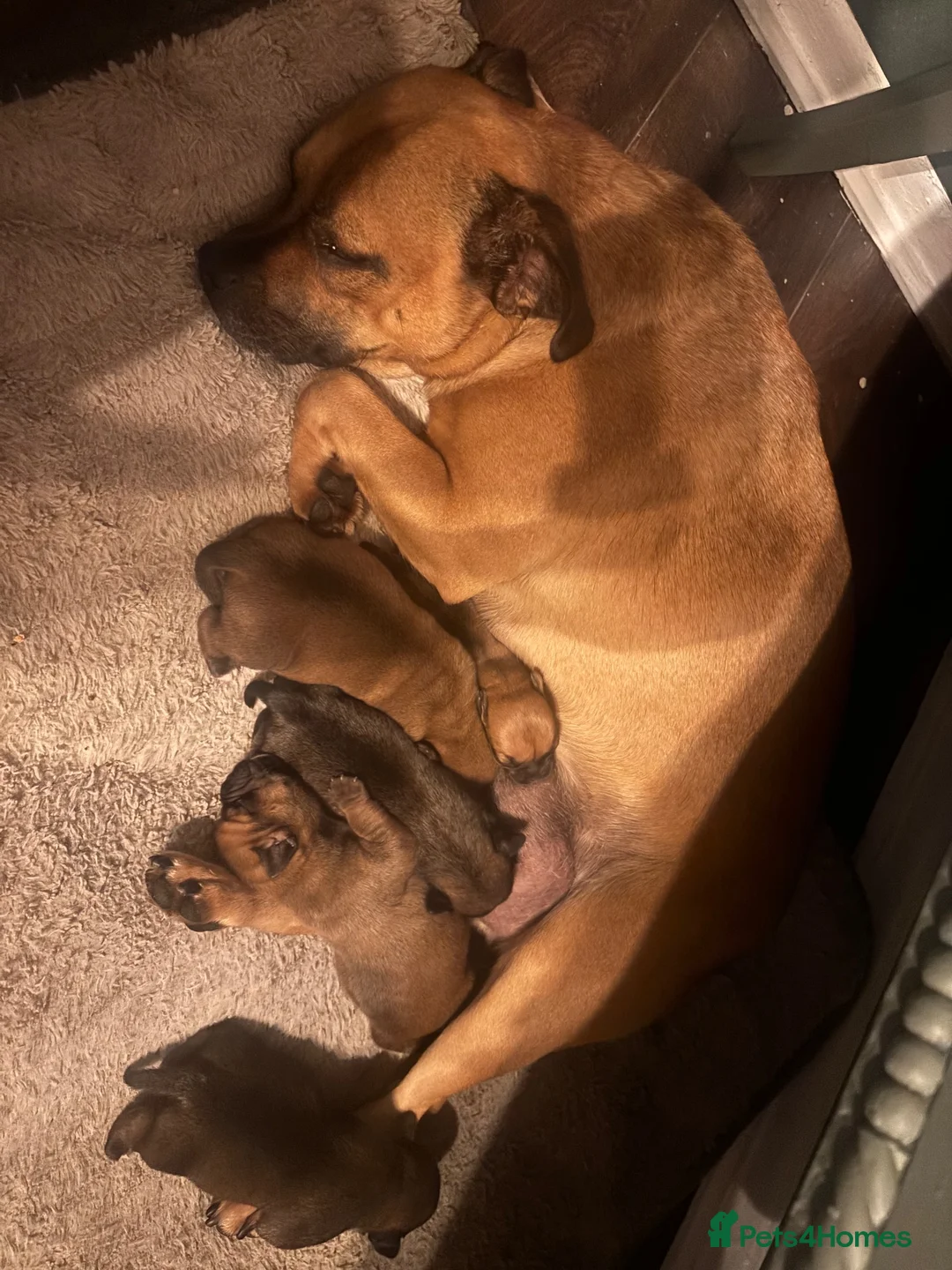 Jug dogs for sale: 5 jug puppies ready for forever families  - Advert 1