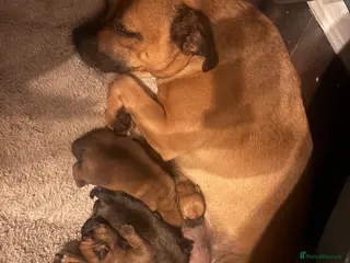 Jug dogs 5 jug puppies ready for forever families - Advert 1
