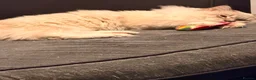 Ragdoll cats for sale: 1 Tica reg kitten left looking for a home  - Advert 7