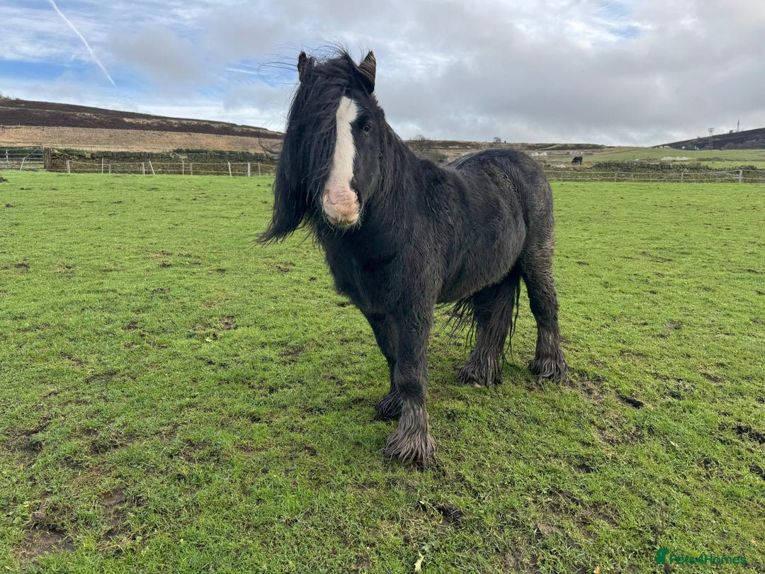 Other Breed horses for sale: Mini cob stallion - Advert 1