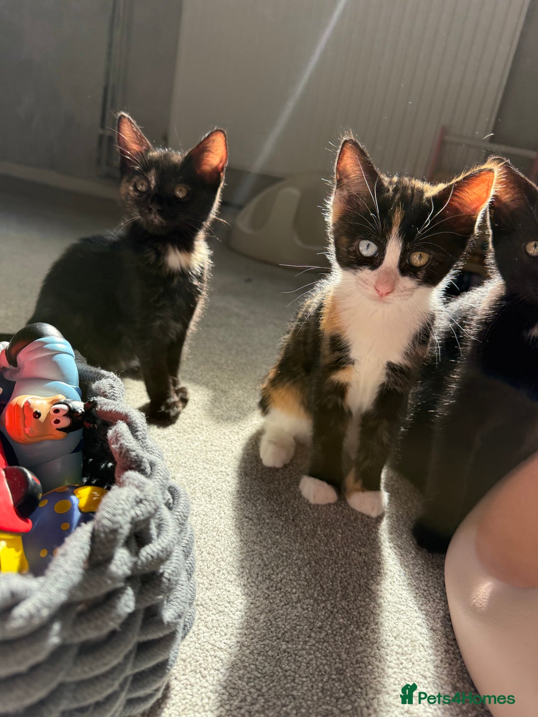 RagaMuffin cats for sale: Ragamuffin kittens  - Image 30