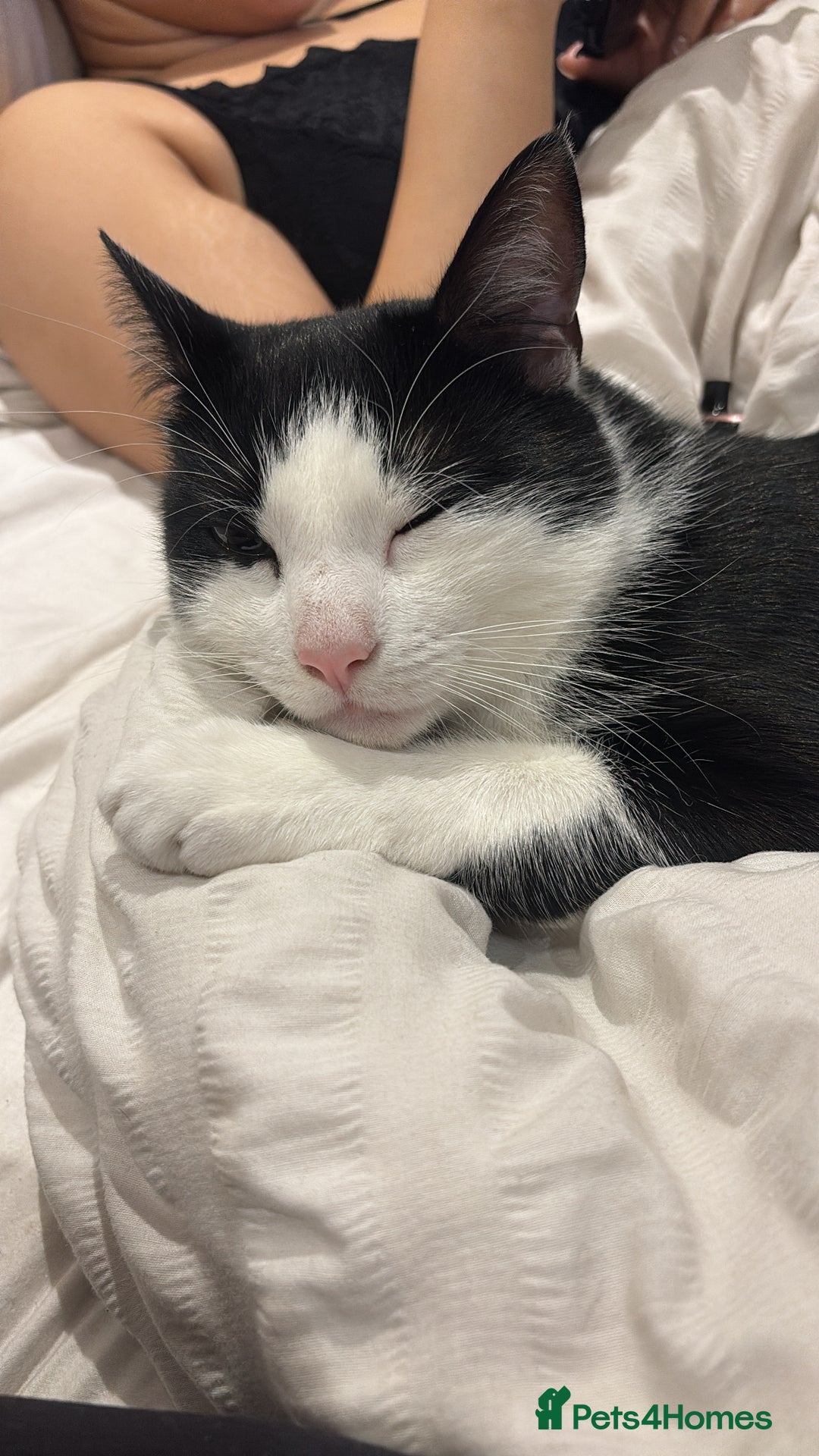 Mixed Breed cats for sale: He is a one old cat  - Advert 1