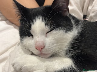 Mixed Breed cats He is a one old cat - Advert 2