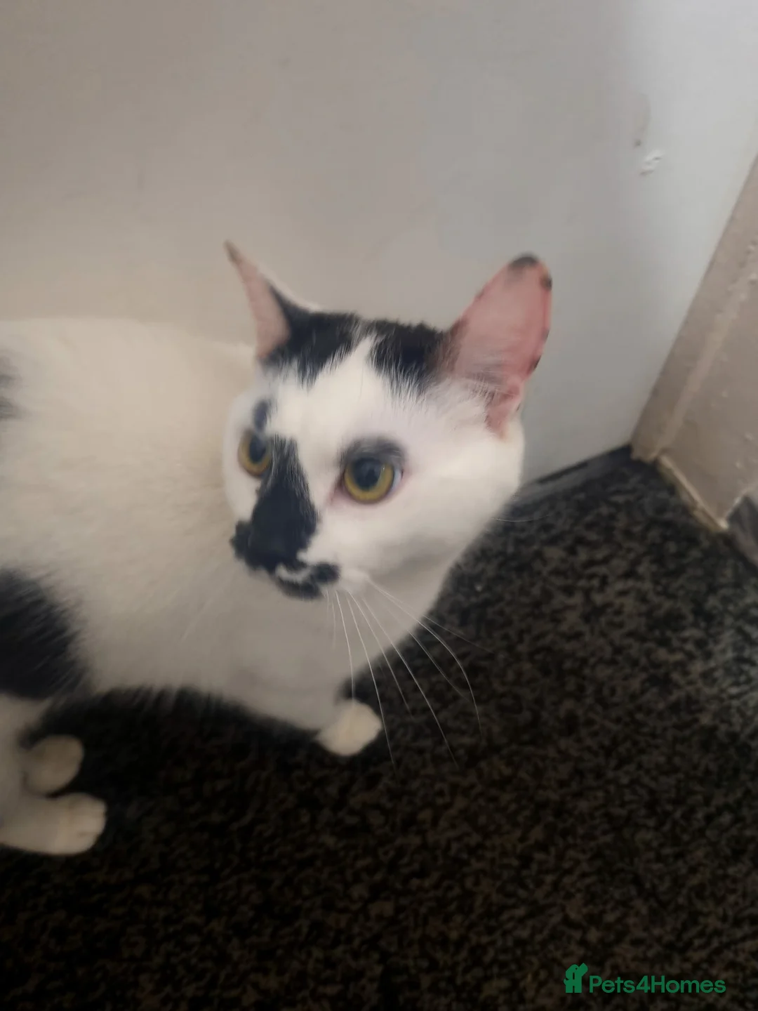 Domestic Shorthair cats for sale: Cat for sale  - Advert 2