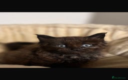 Maine Coon cats for sale: Main coon kittens  - Image 3